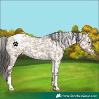 Horse Color:Liver Red Dun Appaloosa 