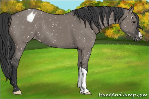 Horse Color:Grullo Blanket
