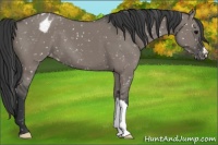 Horse Color:Grullo Appaloosa 