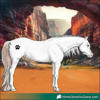 Horse Color:Liver Red Dun Appaloosa 