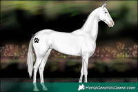 Horse Color:Silver Smoky Black Appaloosa 