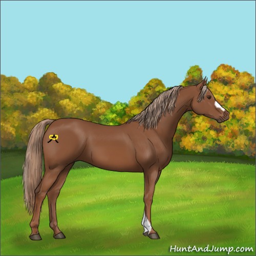 Horse Color:Chestnut 