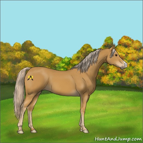 Horse Color:Palomino 
