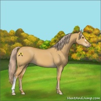 Horse Color:Palomino Dun 