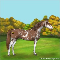 Horse Color:Chestnut Sabino 