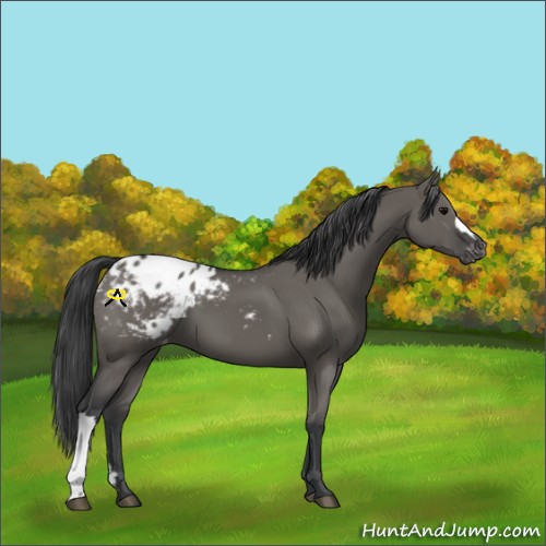Horse Color:Grullo Blanket 
