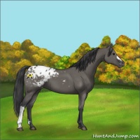 Horse Color:Grullo Appaloosa 
