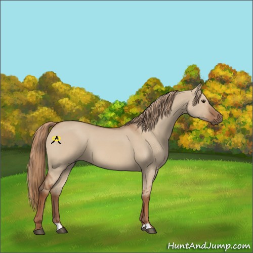 Horse Color:Red Dun 