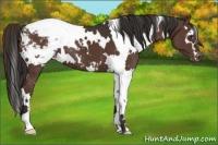 Horse Color:White Spotted Liver Chestnut Snowcap
