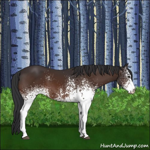 Horse Color:White Spotted Brown