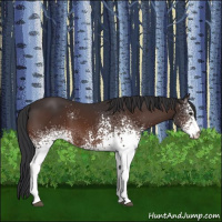 Horse Color:White Spotted Brown 
