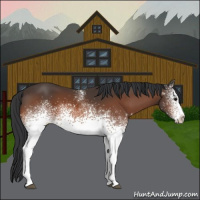 Horse Color:White Spotted Bay Sabino