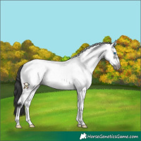 Horse Color:White Spotted Black Frame Near Leopard 