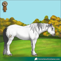 Horse Color:White Spotted Black Tobiano Frame Rabicano