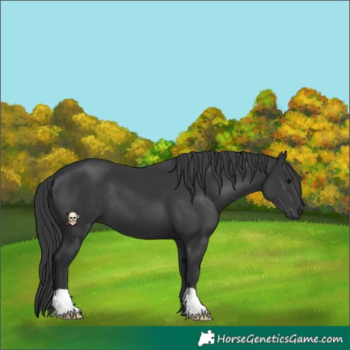 Horse Color:Black 