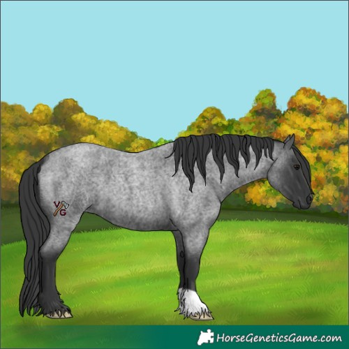 Horse Color:Blue Roan 