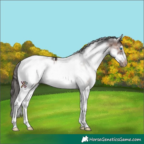 Horse Color:White Spotted Brown Frame Appaloosa 