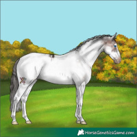Horse Color:White Spotted Brown Frame Appaloosa 