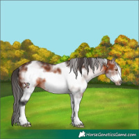 Horse Color:White Spotted Brown Frame 
