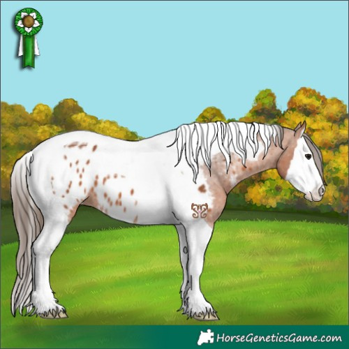 Horse Color:Bay Splash Tobiano Near Leopard 