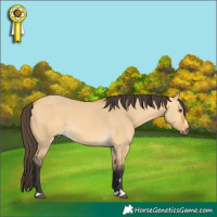 Horse Color:Buckskin Dun 