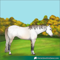 Horse Color:Gray Buckskin Dun Blanket 