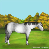 Horse Color:Gray Smoky Blue Roan Splash Appaloosa 