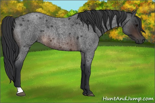 Horse Color:Brown Roan Rabicano 