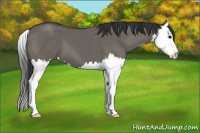 Horse Color:Grullo Splash 