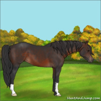 Horse Color:Brown 