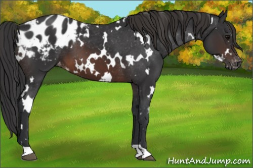 Horse Color:White Spotted Brown Appaloosa 