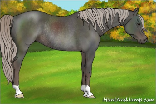 Horse Color:Silver Black Rabicano 