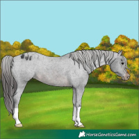 Horse Color:Brown Appaloosa 