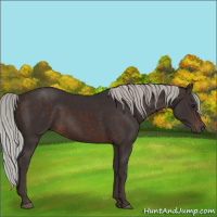 Horse Color:Silver Brown
