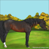 Horse Color:Brown 