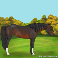 Horse Color:Brown 