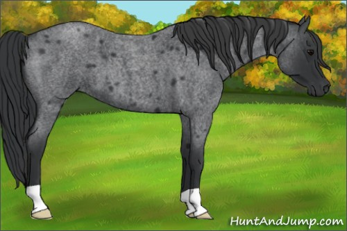 Horse Color:Blue Roan