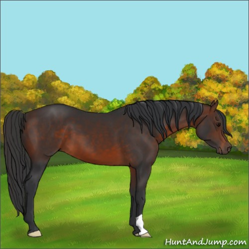 Horse Color:Brown 