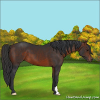 Horse Color:Brown 