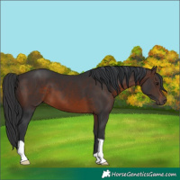 Horse Color:Brown 