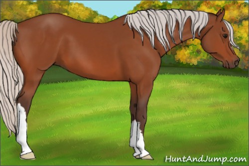 Horse Color:Silver Bay 