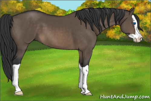 Horse Color:Brown Dun Splash 