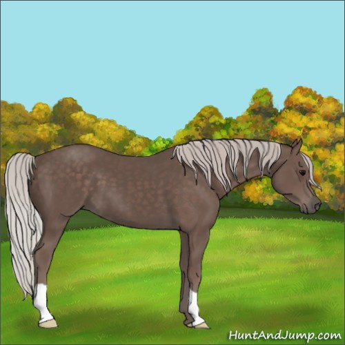 Horse Color:Silver Black