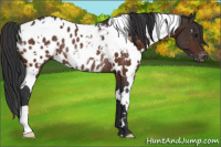 Horse Color:White Spotted Brown Appaloosa Rabicano 