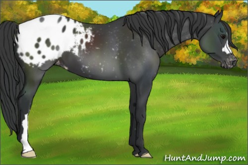 Horse Color:Black Appaloosa 
