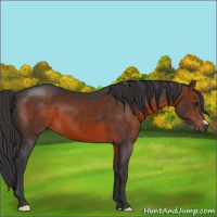 Horse Color:Brown 