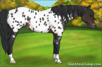 Horse Color:Brown Appaloosa 