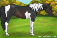Horse Color:Brown Tobiano 