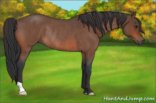 Horse Color:Bay Roan Rabicano 