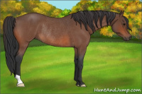 Horse Color:Bay Roan Rabicano 